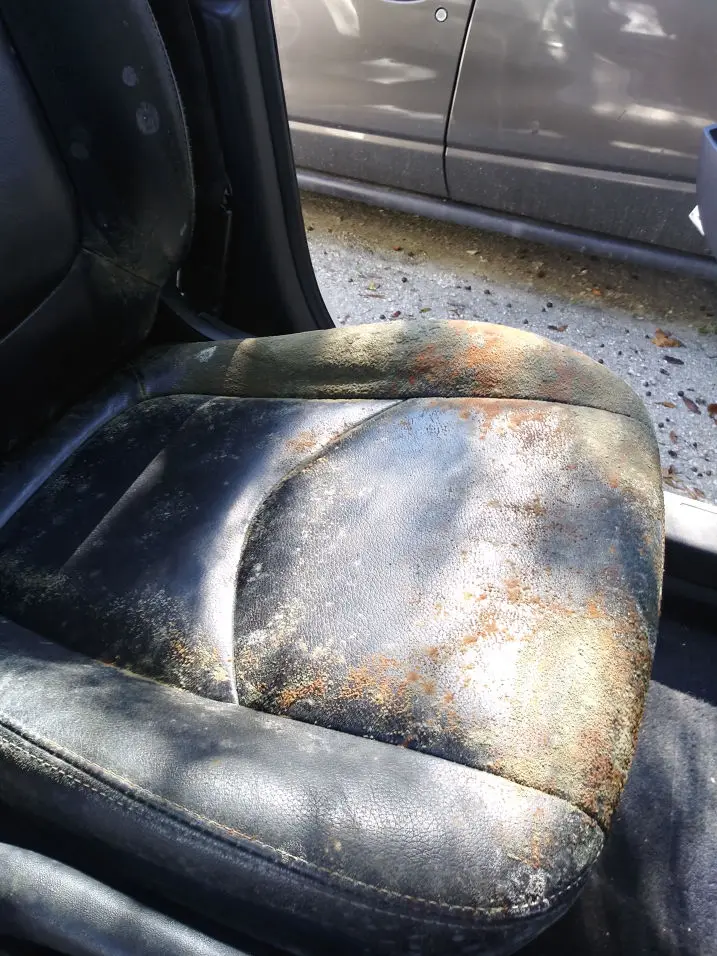 car mold removal orlando